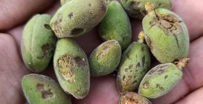 Malatya’da Şiddetli Dolu Afeti: Tarım Arazileri Vuruldu, Vali Hasar Tespiti İçin Talimat Verdi