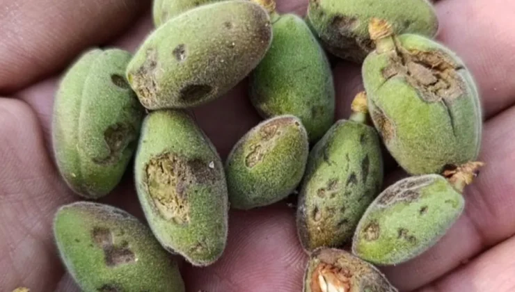 Malatya’da Şiddetli Dolu Afeti: Tarım Arazileri Vuruldu, Vali Hasar Tespiti İçin Talimat Verdi