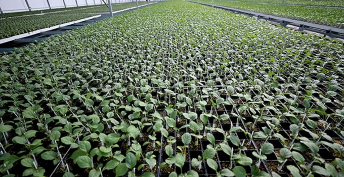 Yeşilyurt’ta Çiftçilere 300 Bin Fide Desteği Başvuruları Başlıyor