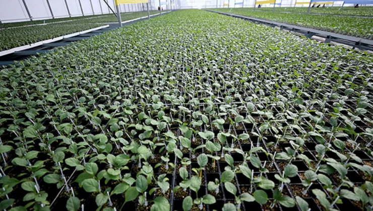 Yeşilyurt’ta Çiftçilere 300 Bin Fide Desteği Başvuruları Başlıyor