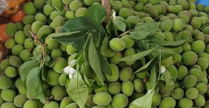 Malatya Kayısıda Soğuk Tehlikesiyle Karşı Karşıya: Çağla Fiyatları Rekor Kırıyor