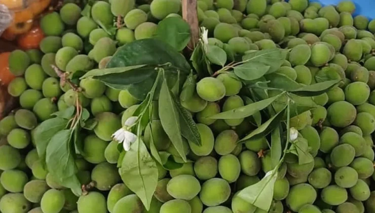 Malatya Kayısıda Soğuk Tehlikesiyle Karşı Karşıya: Çağla Fiyatları Rekor Kırıyor