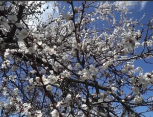 Kayısı Üreticisi Zor Durumda: Maliyetler Yükseldi, Verim Düşüşü Bekleniyor