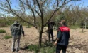 Malatya’da Kayısı Bahçeleri Kahverengi Kokarcaya Karşı Korunuyor