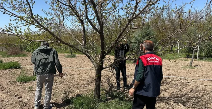 Malatya’da Kayısı Bahçeleri Kahverengi Kokarcaya Karşı Korunuyor
