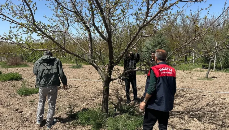 Malatya’da Kayısı Bahçeleri Kahverengi Kokarcaya Karşı Korunuyor