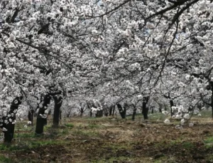 Malatya’da Kayısı İçin Kritik Don Tehlikesi: Hafta Sonu Dikkat!