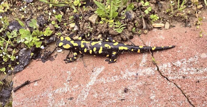 Malatya’da Anadolu Semenderi Görüntülendi