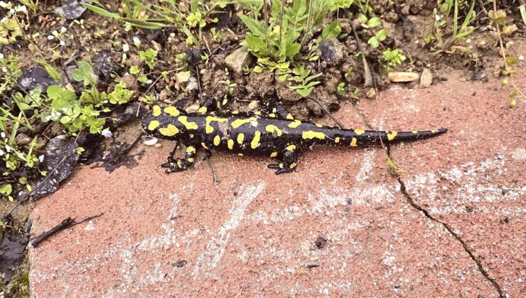 Malatya’da Anadolu Semenderi Görüntülendi