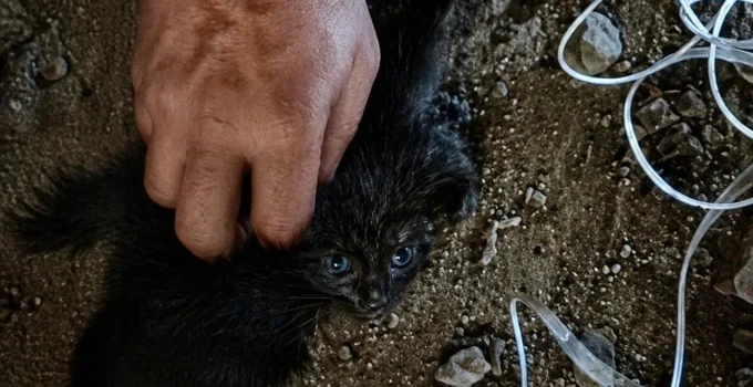 Malatya’da Baca Boşluğunda Mahsur Kalan Kedi Kurtarıldı