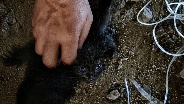Malatya’da Baca Boşluğunda Mahsur Kalan Kedi Kurtarıldı