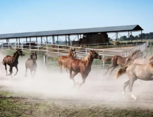 TİGEM Safkan Arap Tayı Satışları Başlıyor, Rekorlar Hedefleniyor