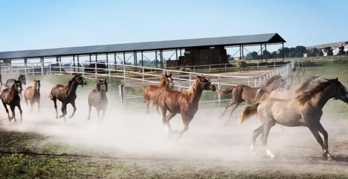 TİGEM Safkan Arap Tayı Satışları Başlıyor, Rekorlar Hedefleniyor