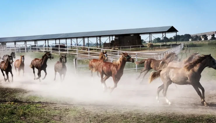 TİGEM Safkan Arap Tayı Satışları Başlıyor, Rekorlar Hedefleniyor