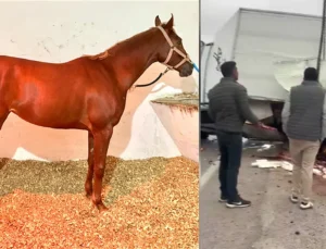 Malatya’da At Nakil Aracı Devrildi: Şampiyon Safkan Hayatını Kaybetti, Diğeri Yaralandı