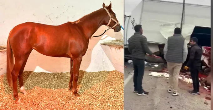 Malatya’da At Nakil Aracı Devrildi: Şampiyon Safkan Hayatını Kaybetti, Diğeri Yaralandı