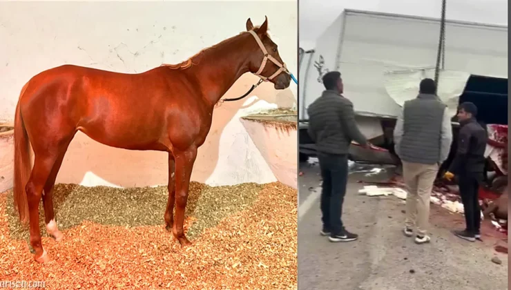 Malatya’da At Nakil Aracı Devrildi: Şampiyon Safkan Hayatını Kaybetti, Diğeri Yaralandı