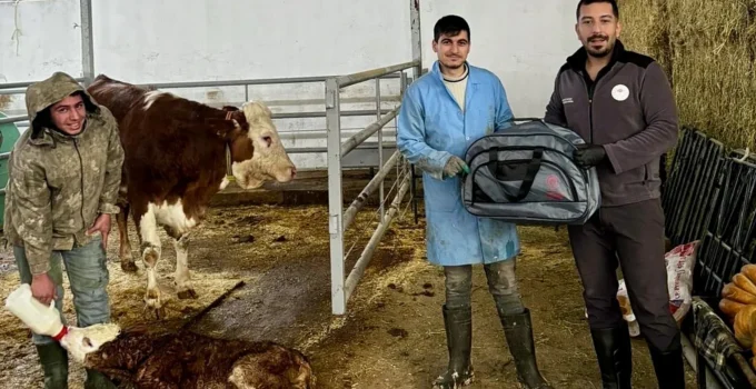 Malatya’da Buzağı Sağlığını Güçlendiren “Yaşasın Buzağılar” Projesi Başladı