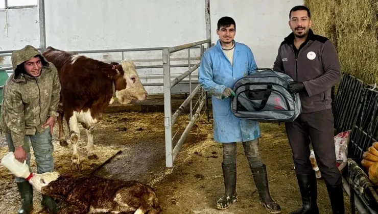 Malatya’da Buzağı Sağlığını Güçlendiren “Yaşasın Buzağılar” Projesi Başladı
