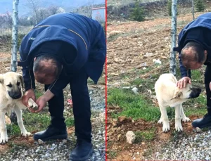 Malatya’da Duyarlılık: Şoför, Yaralı Köpeğin Ayağındaki Taşı Çıkardı