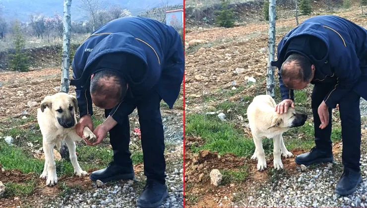 Malatya’da Duyarlılık: Şoför, Yaralı Köpeğin Ayağındaki Taşı Çıkardı