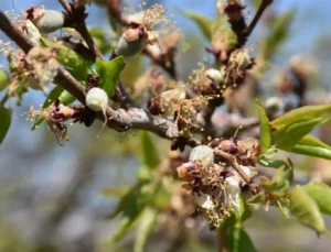 Malatya’da 12 Nisan’a Kadar Sürecek Don Tehlikesi: Çiftçiler Dikkat!