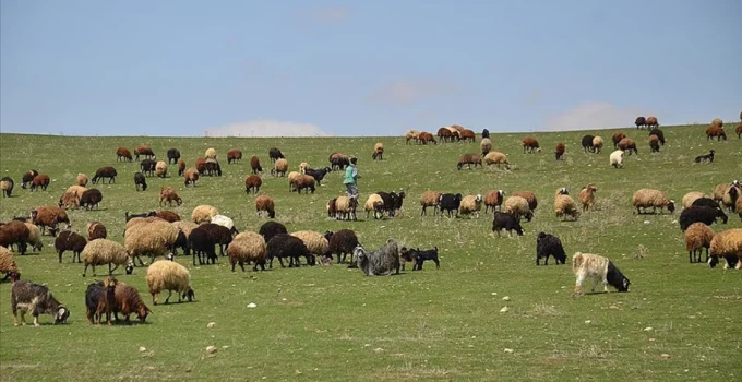 Malatya Kırsalında Bahar Coşkusu: Sürüler Meralarla Buluştu
