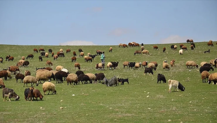 Malatya Kırsalında Bahar Coşkusu: Sürüler Meralarla Buluştu