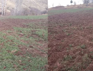 Pütürge’de Domuz İstilası: Çiftçinin Umutları Talan Ediliyor