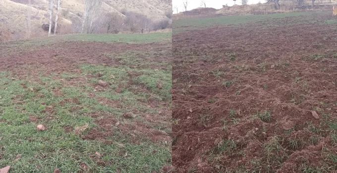 Pütürge’de Domuz İstilası: Çiftçinin Umutları Talan Ediliyor