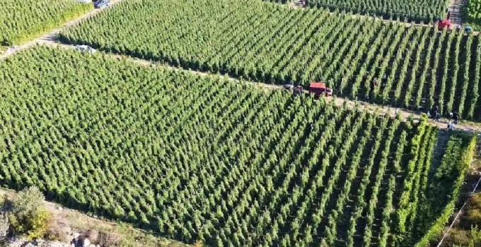 Çiftçilere 12,8 Milyar TL Destek Ödemesi Başladı