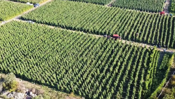 Çiftçilere 12,8 Milyar TL Destek Ödemesi Başladı