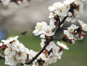 Malatya’da Zirai Don Tehlikesi: Kayısı Çiçekleri Risk Altında
