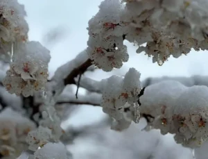 Malatya’da Don Riski Kapıda: Cumartiden Pazara Sıcaklıklar Eksi Derecelere İnecek