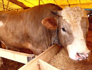 2026 Kurbanlık Fiyatları Belirlendi: Büyükbaş ve Küçükbaş Canlı Kilo Fiyatları İl İl Açıklanıyor