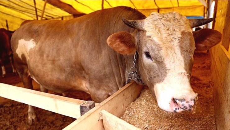 2026 Kurbanlık Fiyatları Belirlendi: Büyükbaş ve Küçükbaş Canlı Kilo Fiyatları İl İl Açıklanıyor