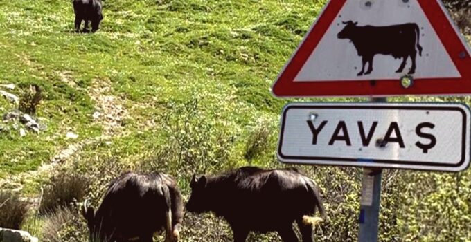İstanbul’un Kaybolan Mirası: Manda Yetiştiriciliğinin Azalan İzleri