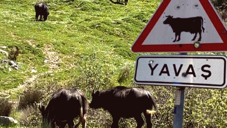 İstanbul’un Kaybolan Mirası: Manda Yetiştiriciliğinin Azalan İzleri