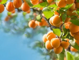 Malatya Kayısısında Market Fiyatları Düşerken Üretici Fiyatları Sabit Kaldı