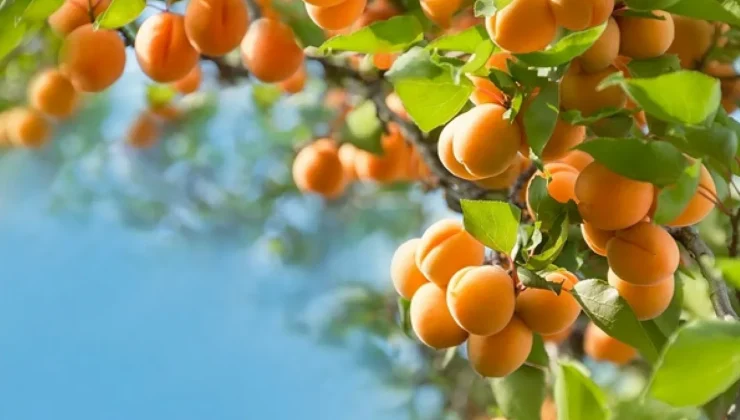 Malatya Kayısısında Market Fiyatları Düşerken Üretici Fiyatları Sabit Kaldı