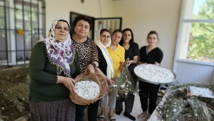 Malatya’da İpek Böcekçiliği Canlanıyor: Hekimhan’da Üretim Seferberliği