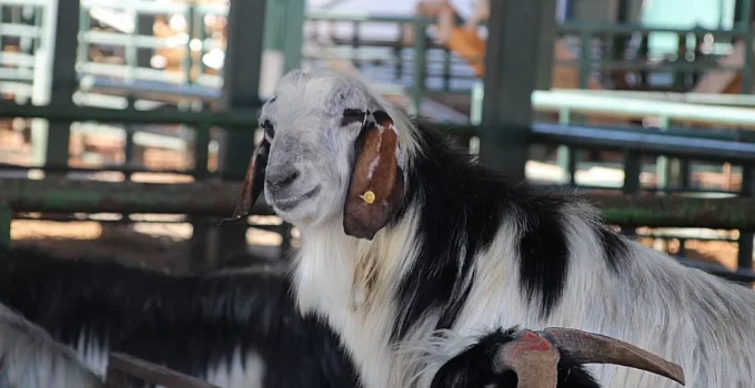 Kurban Satıcıları Belediyelere Seslendi: Kira Yükü Kaldırılsın, Tedarik Sorunu Yok