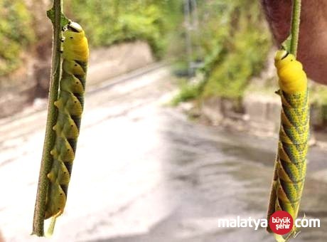 Rize’de Görülen Dev Tırtıl Bölge Halkını Tedirgin Etti