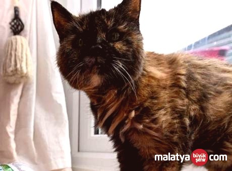 İngiltere’de 31 Yaşındaki Kedi Rekorlar Kitabını Zorluyor