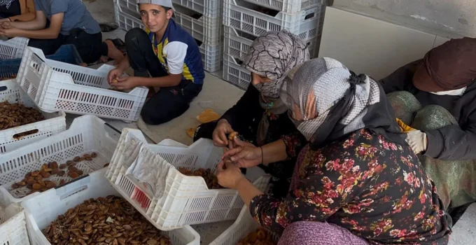 Malatya Kayısısında Fiyat Krizi: Üretici Zararına Satışa Zorlanıyor